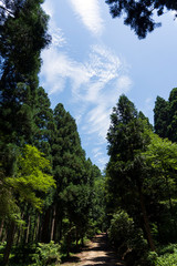 初夏の森と青空