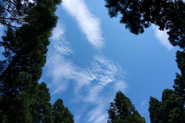 Obraz premium 初夏の森と青空