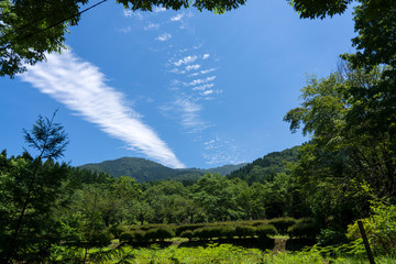 Obraz premium 初夏の森と青空