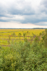 Fototapeta premium Forest at a bog with storm clouds in the sky