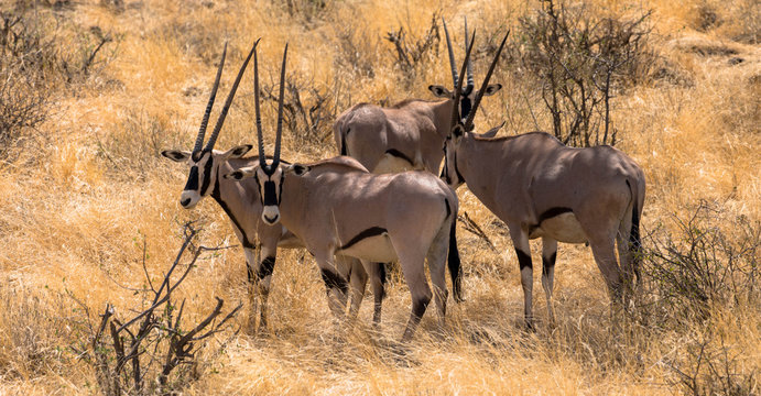 Oryx