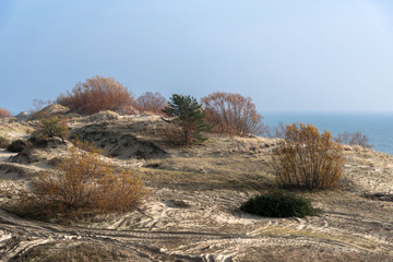 Dunes with shrubs and a small pine tree in the Curonian Spit National Park in Russia on the shore...