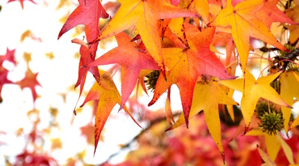 Banner, kanadischer Amberbaum, Herbstlaub, Laubbaum