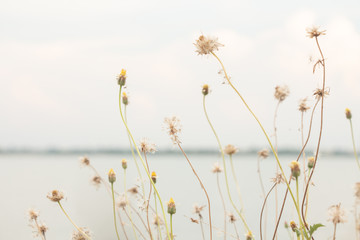 Blur flower of Coat buttons,Wild Daisy grass flowers against sunlight in field beside the way.Blur nature background. Little warm tone.