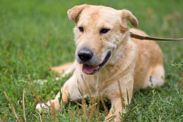 portrait of big old pale dog on a leash resting on the grass outdoor, looking tired