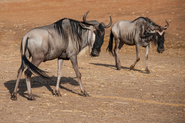 The blue wildebeest - Connochaetes taurinus - is walking in the desert