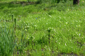green grass in the field