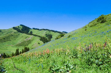 Fototapeta na wymiar Kyrgyzstan is mountains