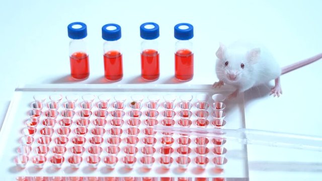 Research staff are injecting the mouse into animals,Experimental animals,Vaccine test on laboratory mouse Lab rats