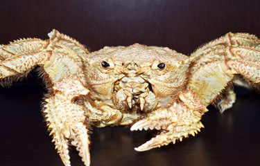 Big sea crab. Dried crab. Terrible sea monster. Amphibious animals.