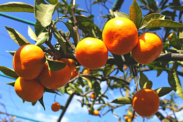 Ripe yellow tangerines on a branch