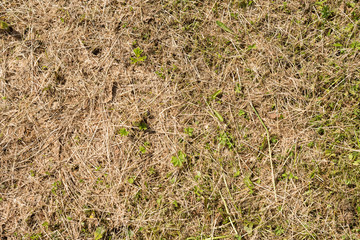 green grass in the field