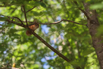 Red squirrel sitting on a tree preparing to jump