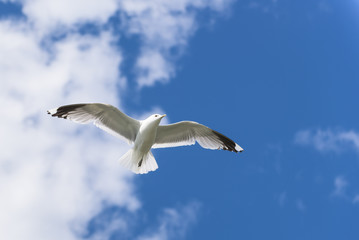 Fototapeta na wymiar Close up of a seagull flying in a sky