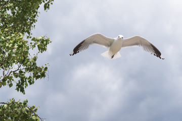 Close up of a seagull