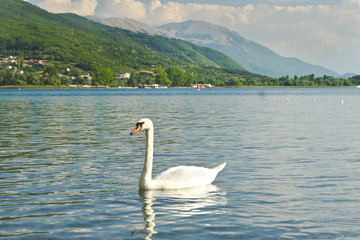 white swan on the lake