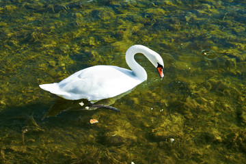 swan on the lake