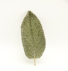 Fresh sage leaf on white background