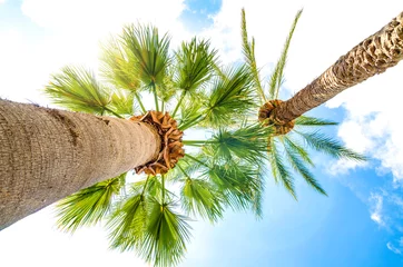 Photo sur Plexiglas Palmier palm tree