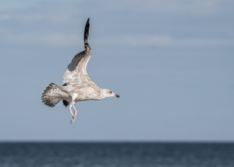 Flatternde Möwe über dem Meer
