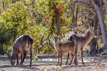 Naklejka premium A male, female and young waterbuck ( Kobus Ellipsiprymnus) at a water hole, Ongava Private Game Reserve ( neighbour of Etosha), Namibia.