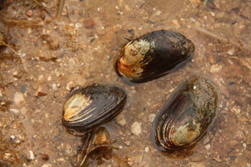 Freshwater thick-shelled river mussel on a close up horizontal picture in its natural habitat. A rareand endangered Mollusc species occurring in clean rivers and lakes.
