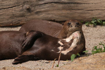 Giant otter resting on a river bank. A rare mammal occurring in South America.