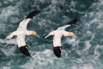 Northern gannets flying above storming sea. A close up horizontal picture of the rare and endangered marine bird species nesting on cliffs.