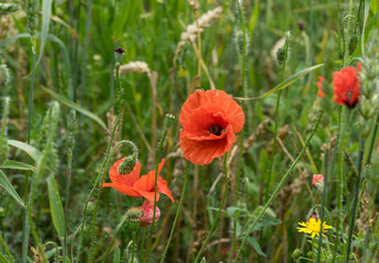 Fototapeta na wymiar Red long-headed poppy field, blindeyes, Papaver dubium. Blooming flower in a natural environment