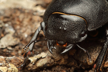 Lesser stag beetle on a close up horizontal picture. A common European species inhabiting mainly...