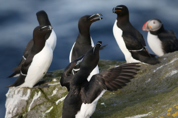 Obraz premium Razorbills sitting on a cliff. A common cliff bird occurring in arctic regions of Europe on a vertical picture with a puffin in the background.