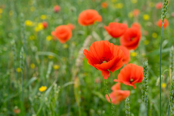 Red long-headed poppy field, blindeyes, Papaver dubium. Blooming flower in a natural environment