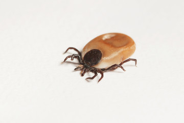 Female of the tick on a white background, with belly filled by a blood. Common European parasite attacking also humans.