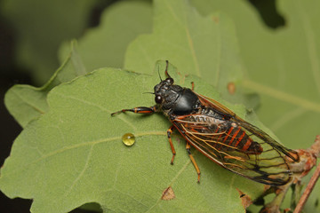 Colorful cicada on a close up horizontal picture. A rare species occurring in Southern Europe in its natural habitat.