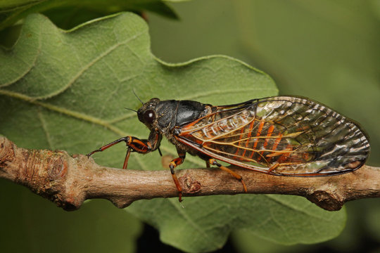Colorful cicada on a close up horizontal picture. A rare species occurring in Southern Europe in its natural habitat.