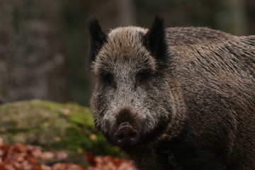 Naklejka na ściany i meble Wild boar on a close up horizontal picture. A common mammal inhabiting European and Asian forests.