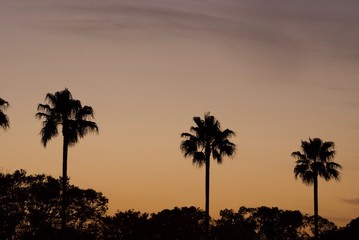Obraz premium グラデーションの夜景