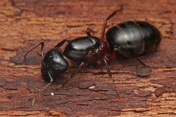 Queen of the Carpenter ant on a close up horizontal picture. A common European species of a social insect building its nests in decaying, rotten wood.