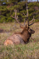 Naklejka na ściany i meble Bedded Bull Elk – Photographed in Elk State Park, Elk County, Benezette, Pennsylvania