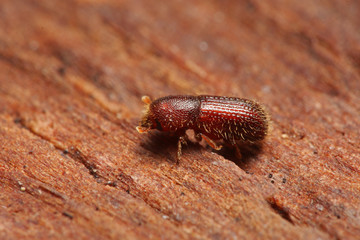 Bark beetle Dryocoetes himalayensis on a close up horizontal picture. A species comming from Asia, which became alien in Europe. A pest of walnut trees.