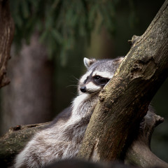 Waschbär liegt auf einem Baumstamm