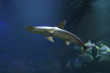 Bonnethead shark on a close up horizontal picture with blue background. A rare marine species with unusual head shape.