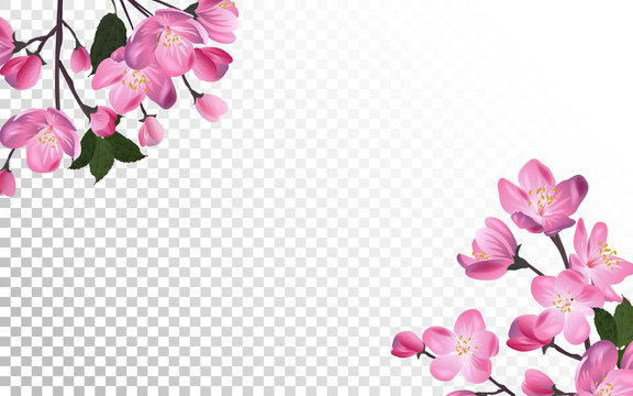 Detailed Blossoming sakura branch on transparent background. Spring or summer decoration.