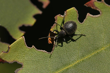 Black vine weevil sitting on a leaf with gnawed margins. A common garden pest insect species in its natural habitat on a close up horizontal picture.
