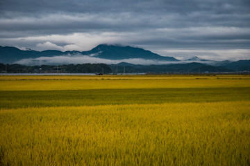 Fototapeta premium see the ripening landscape of the rice and the mountains and sky.