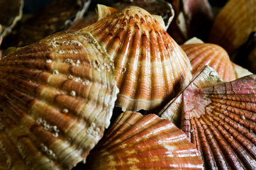 Pêche coquilles Saint Jacques