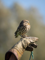 Portrait eines Sperlingskauzes