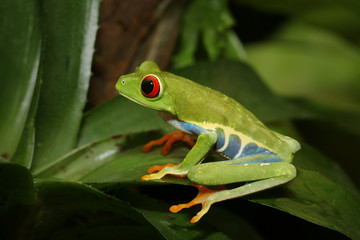 Obraz premium Red-eyed tree frog, an arboreal hylid native to Neotropical rainforests on a close up horizontal picture. A colorful species with large eyes sometimes bred as a pet.