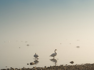 Schwäne am Ufer des Bodensee bei Nebel