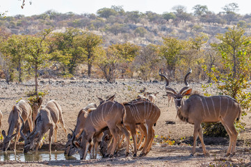 Herd of greater kudu (Tragelaphus strepsiceros) drinking at the water hole, Ongava Private Game Reserve ( neighbour of Etosha), Namibia.